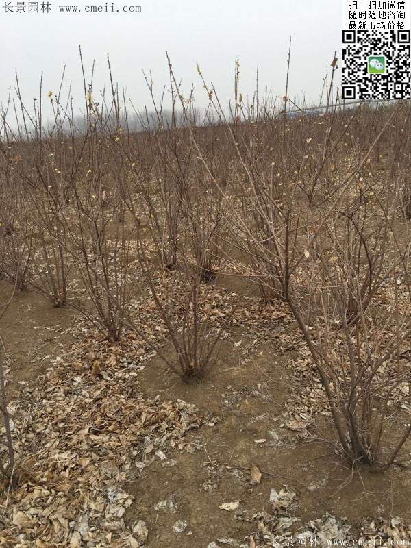 沭陽的臘梅樹