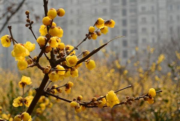 華東臘梅樹批發