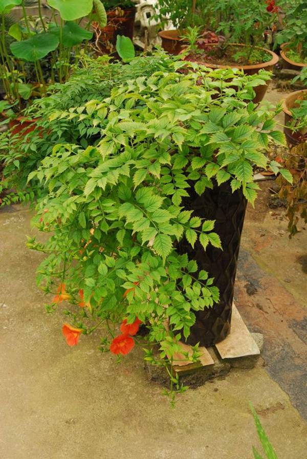盆景凌霄花