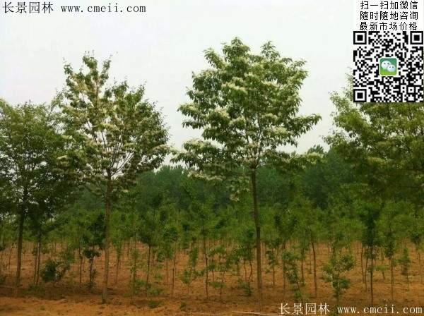 流蘇樹照片