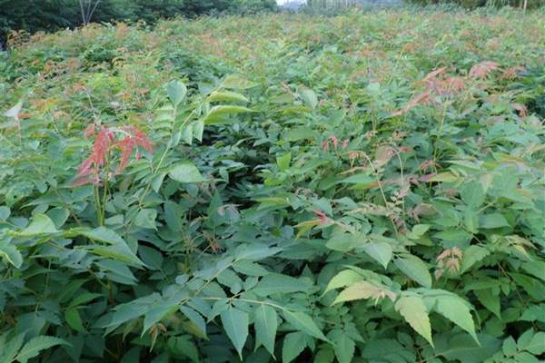 欒樹規(guī)格 欒樹規(guī)格