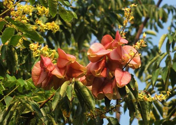 欒樹規(guī)格 欒樹規(guī)格