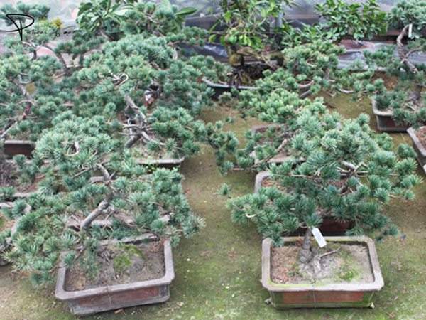 五針松盆景