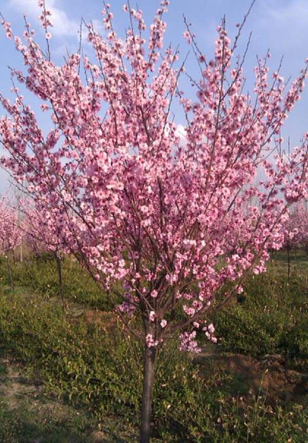 美人梅價值 美人梅價值