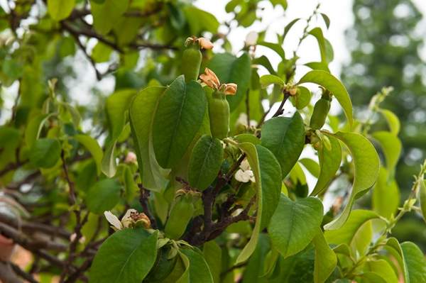 3米木瓜樹 3米木瓜樹