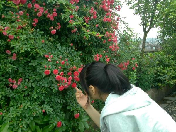 沭陽(yáng)薔薇 沭陽(yáng)薔薇