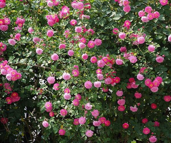 沭陽(yáng)薔薇 沭陽(yáng)薔薇