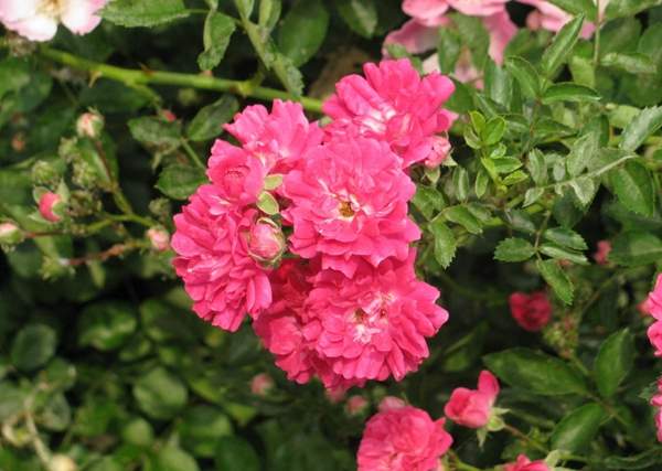 沭陽(yáng)薔薇 沭陽(yáng)薔薇