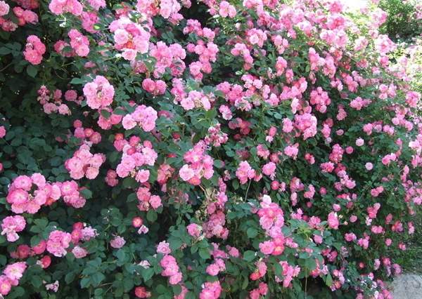 沭陽(yáng)薔薇 沭陽(yáng)薔薇