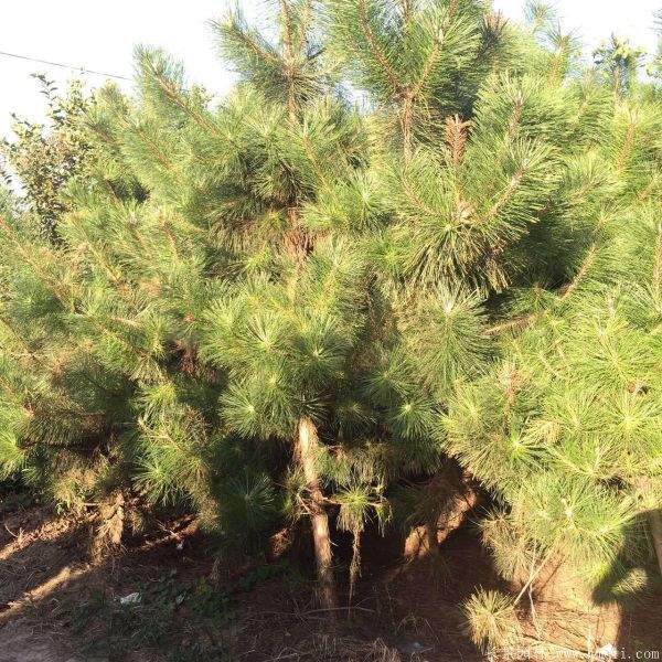 沭陽精品黑松 沭陽精品黑松