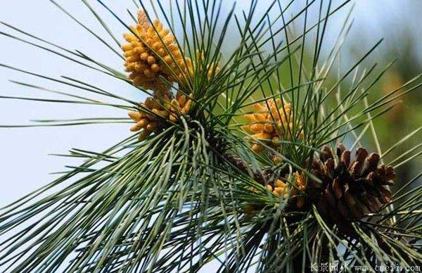 沭陽黑松 沭陽黑松