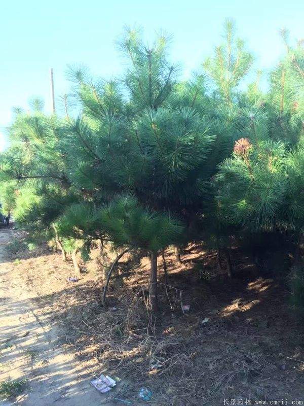 沭陽黑松的價格 沭陽黑松的價格