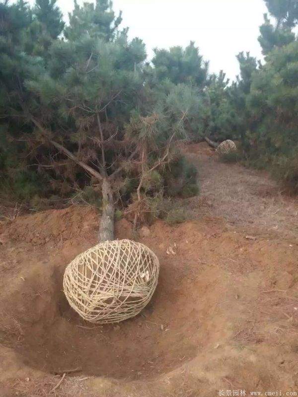 沭陽黑松的價格 沭陽黑松的價格