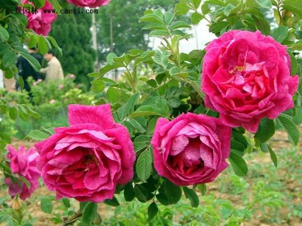 物美價(jià)廉的食用玫瑰在哪買(mǎi)？