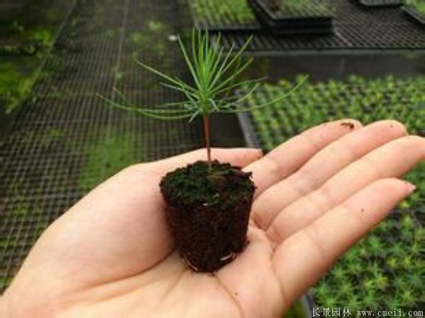 黑松小苗 黑松小苗