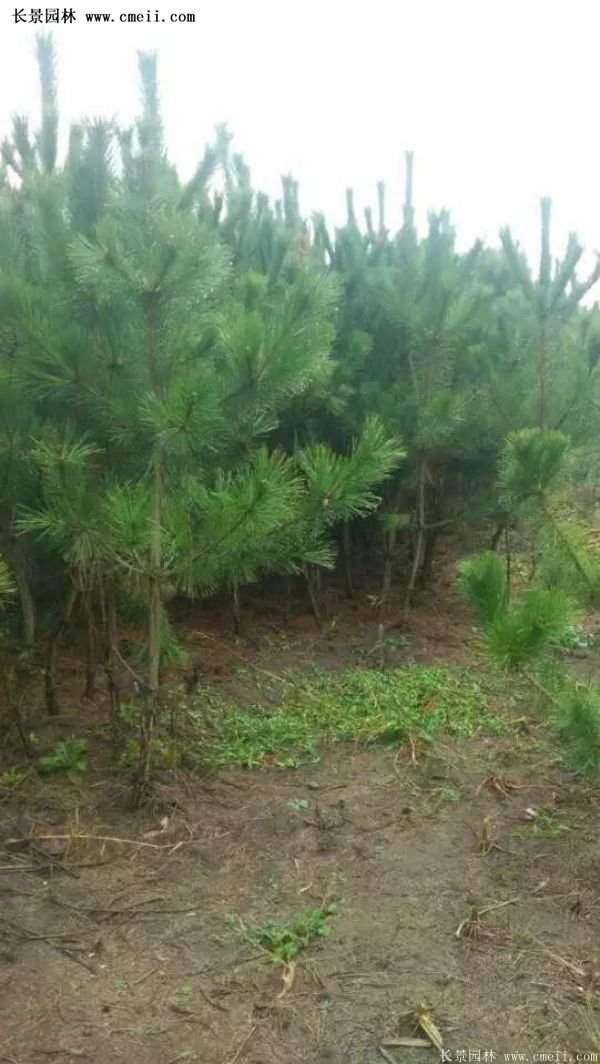 沭陽(yáng)黑松苗、黑松樹 沭陽(yáng)黑松苗、黑松樹