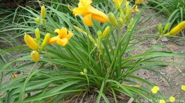 金娃娃萱草多少錢一棵？