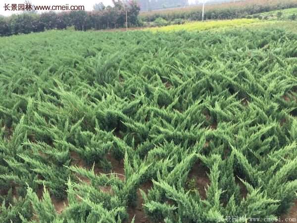 沭陽(yáng)地柏的規(guī)格