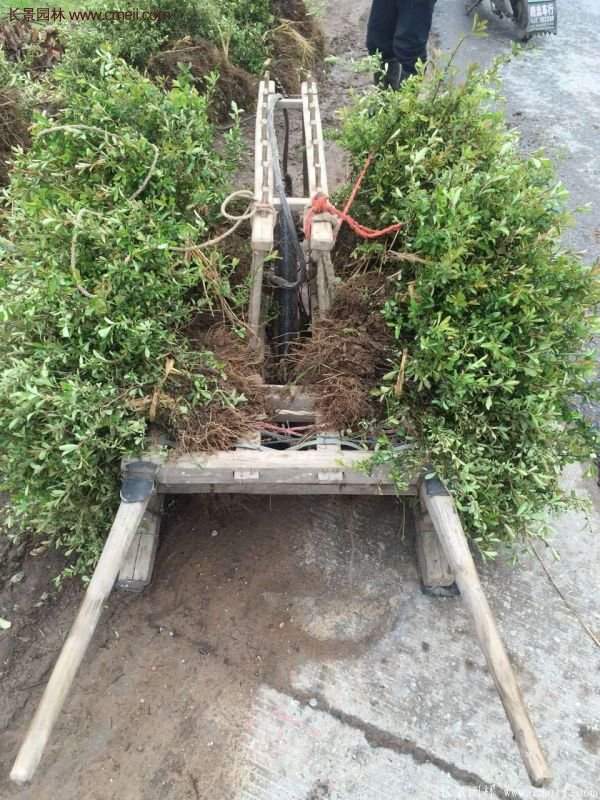 沭陽(yáng)火棘苗、火棘球 沭陽(yáng)火棘苗、火棘球