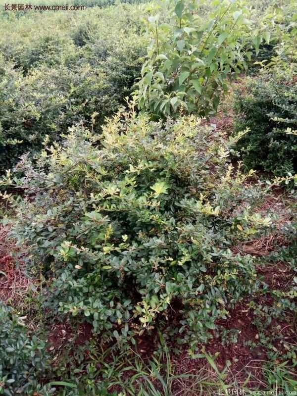 沭陽(yáng)火棘苗、火棘球 沭陽(yáng)火棘苗、火棘球