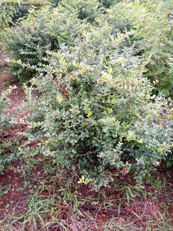 沭陽(yáng)火棘苗、火棘球 沭陽(yáng)火棘苗、火棘球