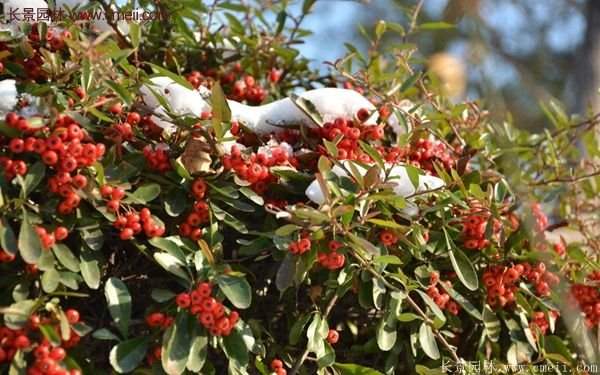 沭陽(yáng)火棘苗、火棘球 沭陽(yáng)火棘苗、火棘球