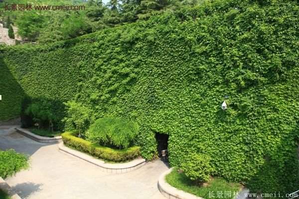 爬山虎都能種植在哪些地方？