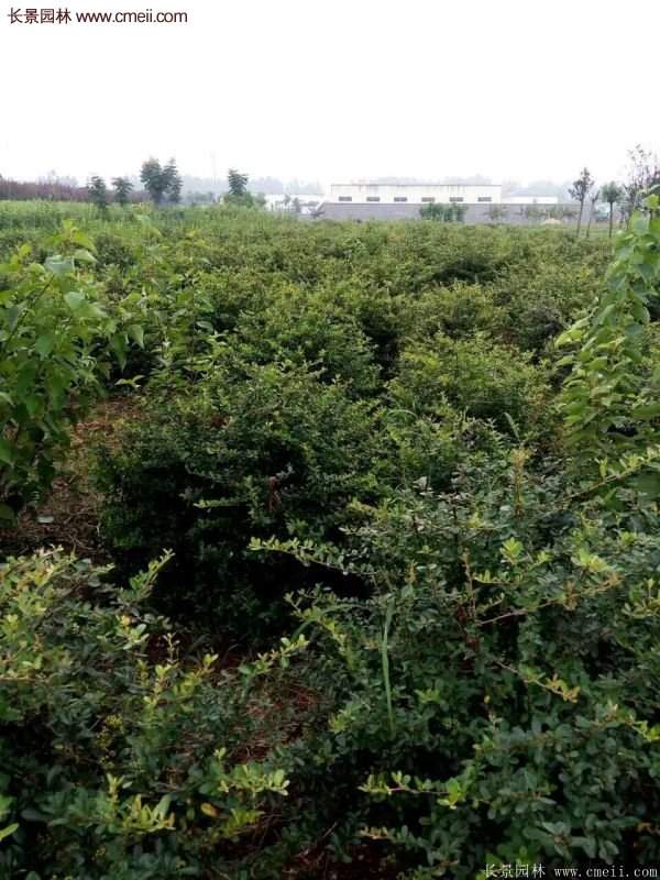 沭陽火棘球 沭陽火棘球