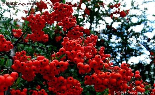 沭陽火棘專賣 沭陽火棘專賣