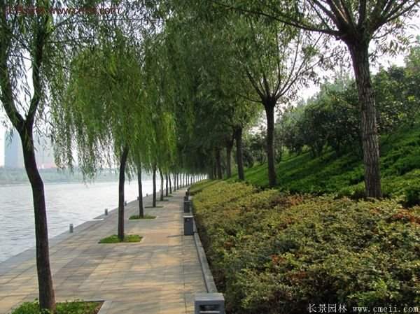 沭陽火棘專賣 沭陽火棘專賣