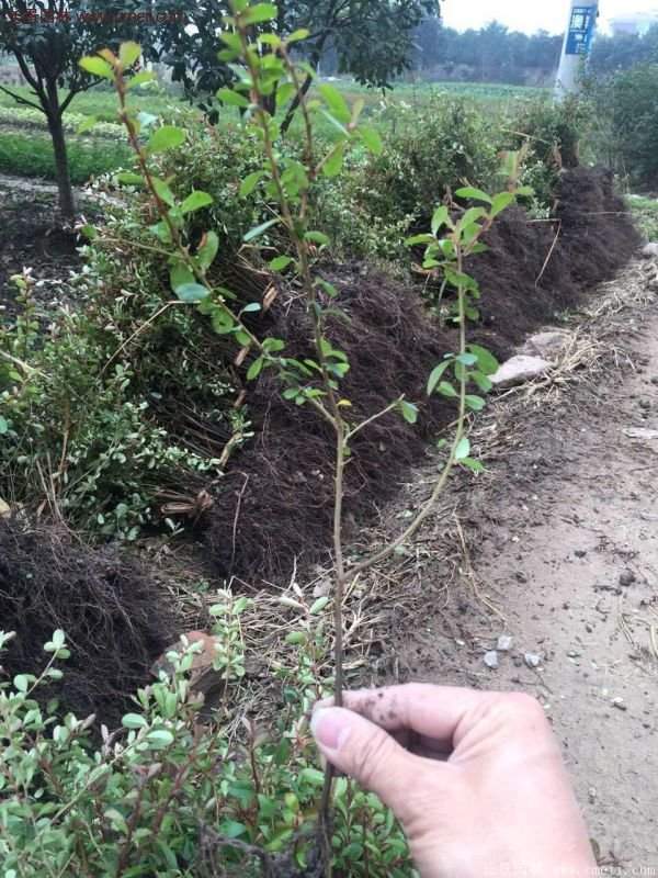 優(yōu)質火棘苗 優(yōu)質火棘苗