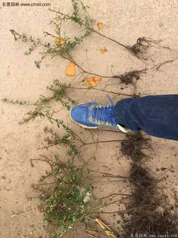 優(yōu)質火棘苗 優(yōu)質火棘苗