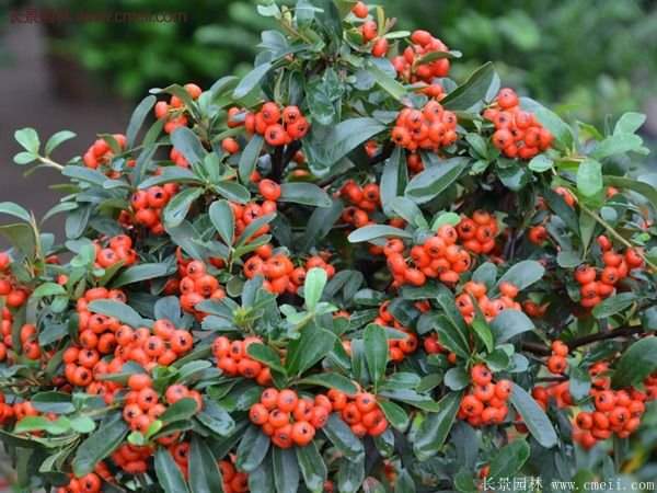 優(yōu)質火棘苗 優(yōu)質火棘苗