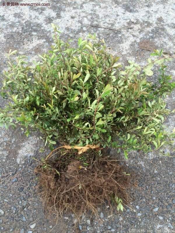 沭陽低價火棘苗 沭陽低價火棘苗