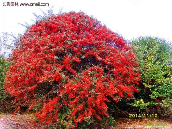 沭陽火棘苗、火棘球 沭陽火棘苗、火棘球