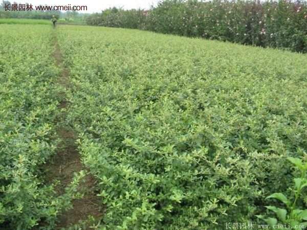 沭陽火棘基地 沭陽火棘基地