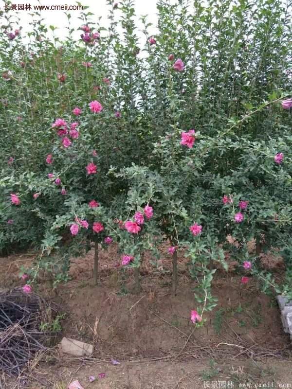木槿樹