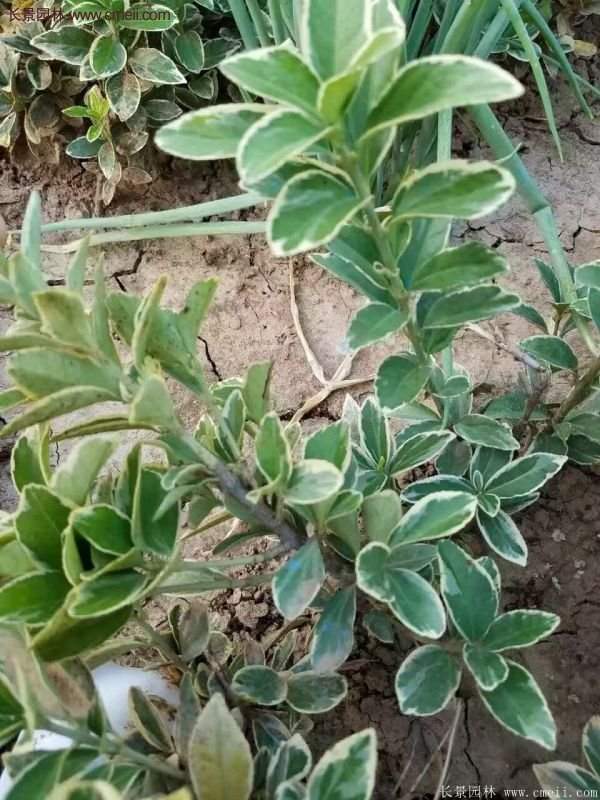 沭陽金邊黃楊基地 沭陽金邊黃楊基地