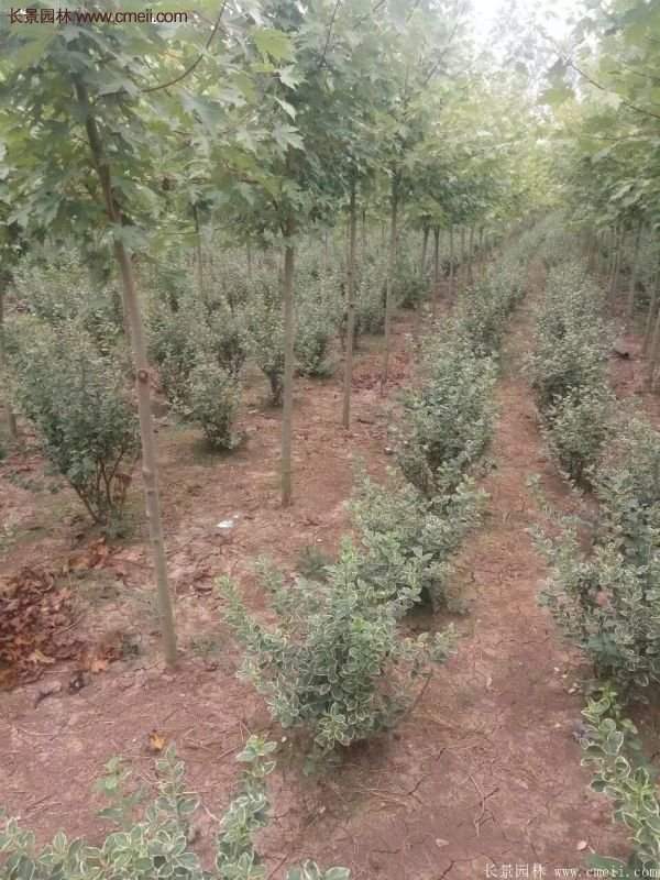 沭陽金邊黃楊的價格 沭陽金邊黃楊的價格