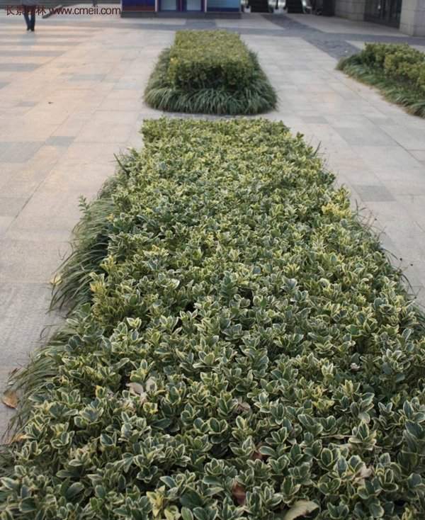 沭陽金邊黃楊 沭陽金邊黃楊