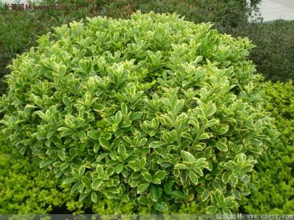 沭陽金邊黃楊 沭陽金邊黃楊