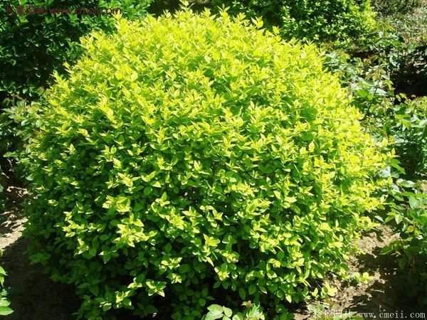 沭陽金葉女貞球 沭陽金葉女貞球