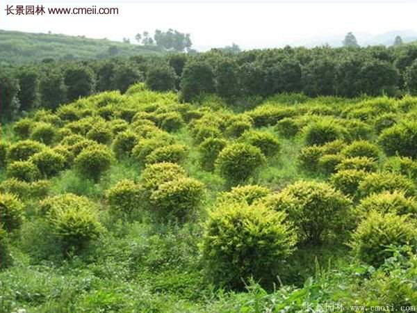 沭陽金葉女貞球 沭陽金葉女貞球