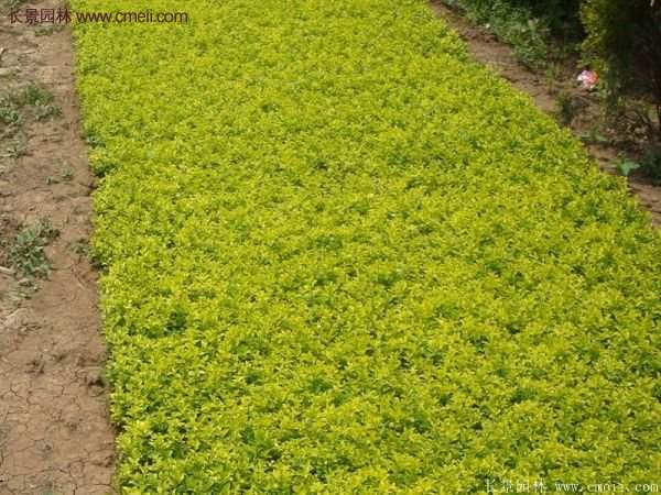 金葉女貞容器苗 金葉女貞容器苗