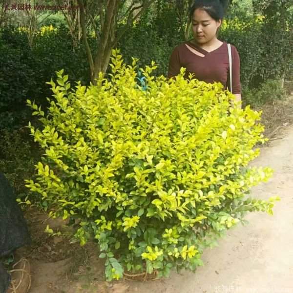 沭陽金葉女貞球 沭陽金葉女貞球