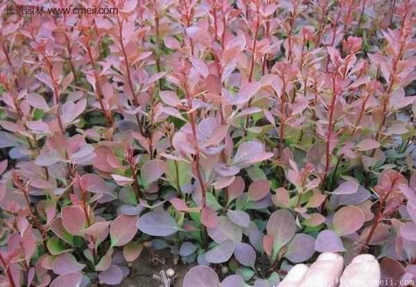 沭陽紅葉小檗基地照片 沭陽紅葉小檗基地照片