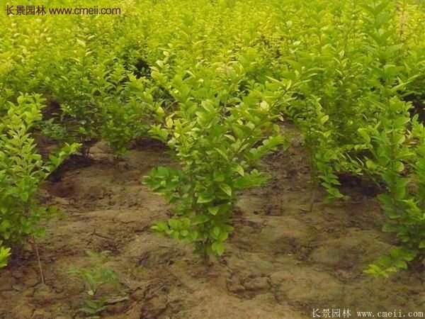 金葉女貞價格 金葉女貞價格