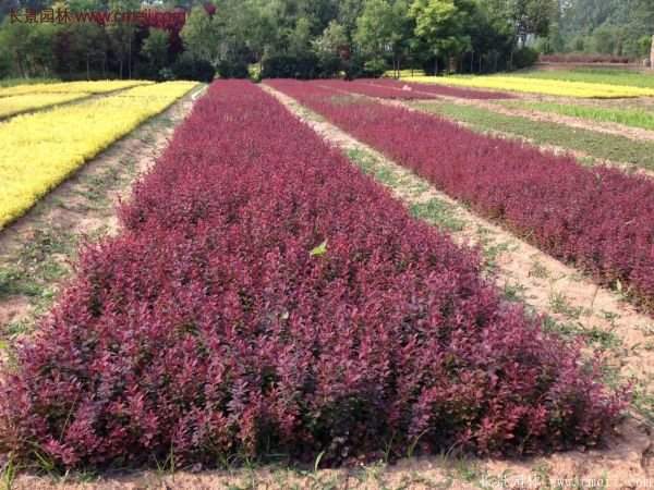紅葉小檗基地 紅葉小檗基地
