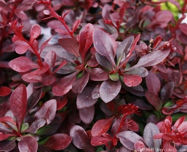 沭陽(yáng)基地的紅葉小檗 沭陽(yáng)基地的紅葉小檗