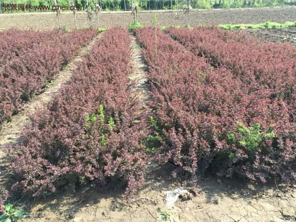 沭陽(yáng)基地的紅葉小檗 沭陽(yáng)基地的紅葉小檗